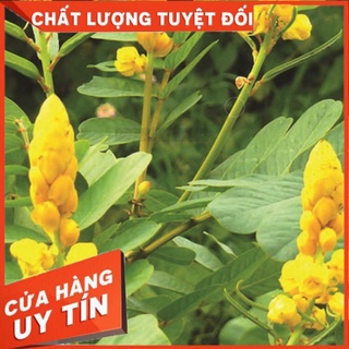 1kg cây muồng trâu, lá muồng trâu tươi