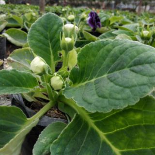 1 khay cây giống tử la lan