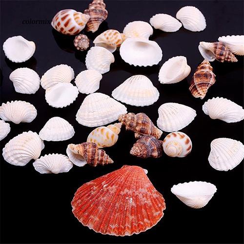 100G Vỏ sò các loại dùng trang trí bể cá độc đáo