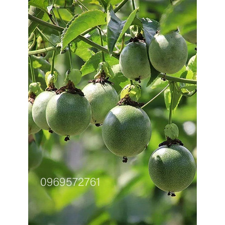 Cây chanh leo vàng mộc châu