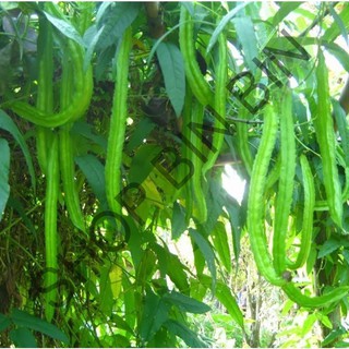 HẠT GIỐNG ĐẬU RỒNG ( ĐẬU KHẾ)- 5gr
