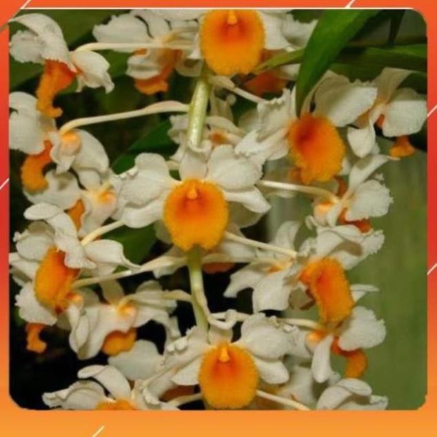 [BÁN CHẠY] 1 chậu hoa lan KIỀU CAM (THỦY TIÊN CAM) hàng rừng TÂY BẮC thuần chậu siêu to, hoa siêu đẹp