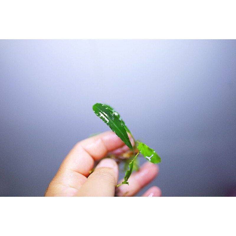 Bucep hàng ngọn điểm hồ siêu rẻ