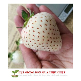 [Seeds]Hạt giống dâu tây trắng 100 hạt