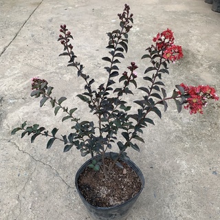 Cây hoa tường vi đỏ huyết long cao 30-45cm, cây hoa cảnh nở hoa rực rỡ, trồng trang trí sân vườn, công viên và ban công