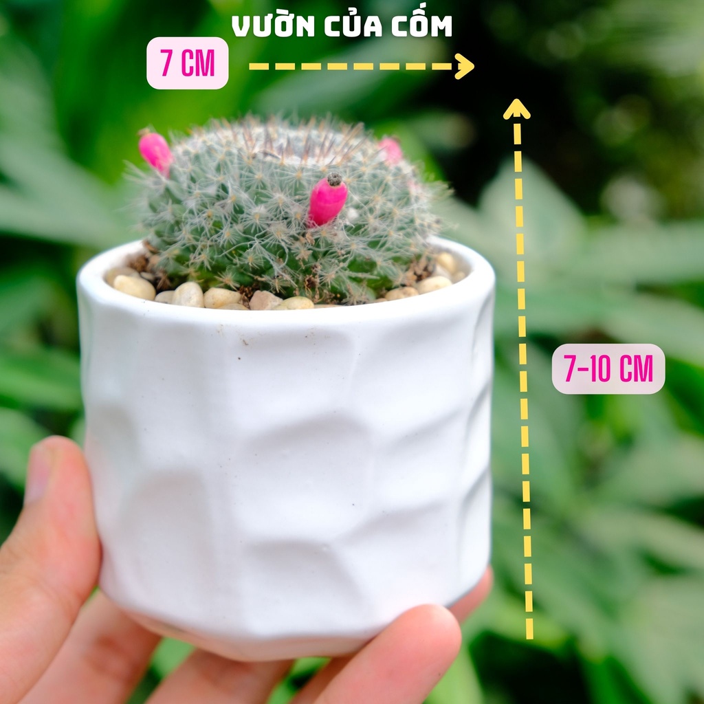 Xương rồng bánh sinh nhật để bàn Size nhỏ kèm chậu sứ trắng kíck thước 10 x 7 cm . tặng kèm túi sỏi nhỏ trang trí .