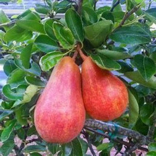 Giống Lê Đỏ Nam Mỹ