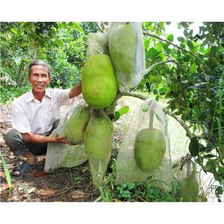 Mít thái không hạt-hàng chuẩn chất lượng f1- đảm bảo cho bà con