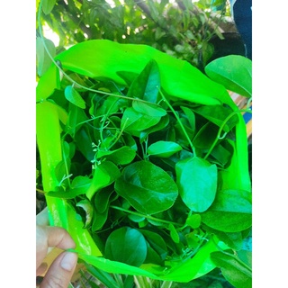Lá sương sâm trơn láng 100g lá tươi 100% hữu cơ organic