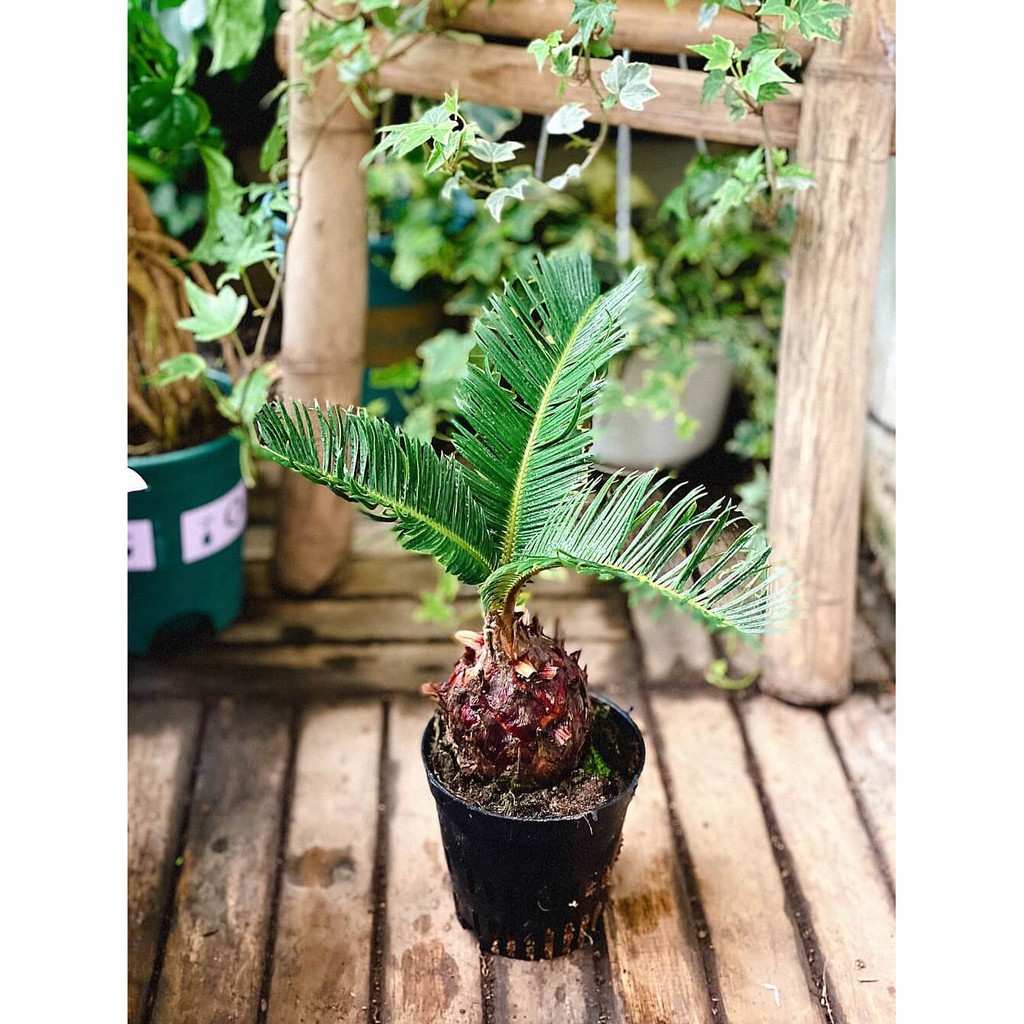 Cây Cycas revoluta (Vạn Tuế) Bonsai chậu nhựa