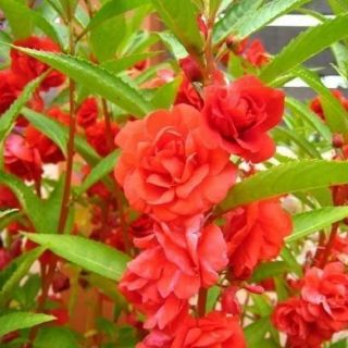 Hoa bóng nước