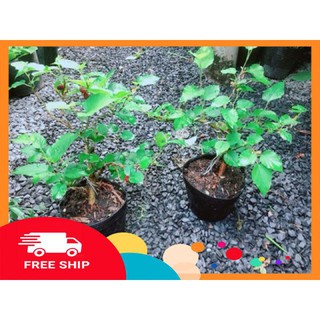 Cây Dâu Bonsai