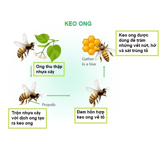 [MẪU MỚI] Xịt Keo Ong Giảm Đau Họng Cho Bé Vitatree Úc Chai 30ml