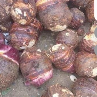 khoai sọ mẹ trồng 1kg