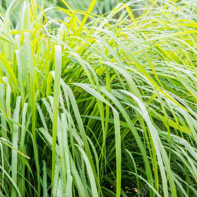 Tinh dầu nước hoa  CW VETIVER cao cấp 2ML/ 5ML_BASE Note