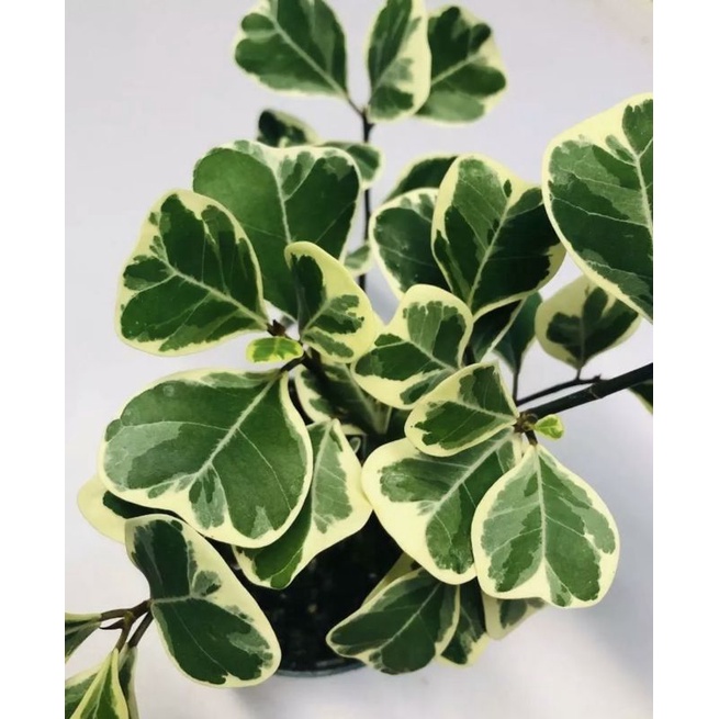 Cây bàn cẩm thạch - Ficus triangularis