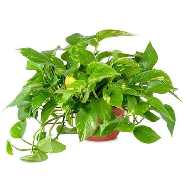 CÂY TRẦU BÀ  TẶNG SỎI
