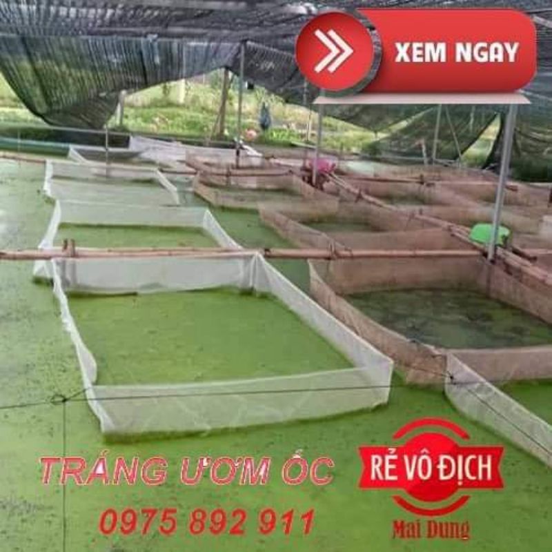 Tráng , lồng ,vèo ươm ốc mới nở loại 3x2x1 ( 1,5li , 2li )