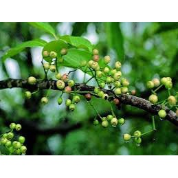 Trà Nụ Vối Đại Gia 200g - Trà Đại Gia