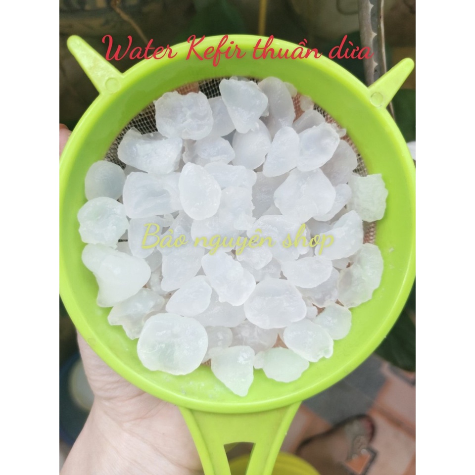 water kefir thuần dừa (nấm nước kefir) làm nước ngọt, sữa chua dừa-BẢO HÀNH NẤM