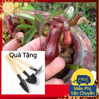 Hạt Giống Cây Nắp Ấm Tặng Bộ Dụng Cụ Mini Trồng Cây Tặng Bộ Dụng Cụ Mini Trồng Cây