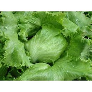 HẠT GIỐNG XÀ LÁCH BÚP