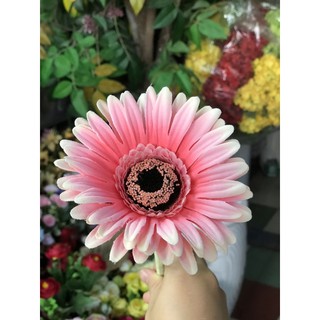 Hoa đồng tiền chuẩn Thái