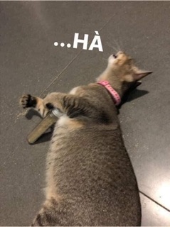 Cỏ Mèo Dạng Tuýp