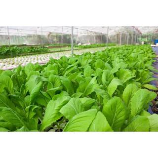 Hạt giống cải mơ lùn