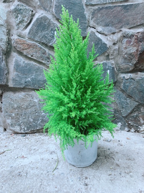 Tùng Thơm Cao 55cm ngang 20cm