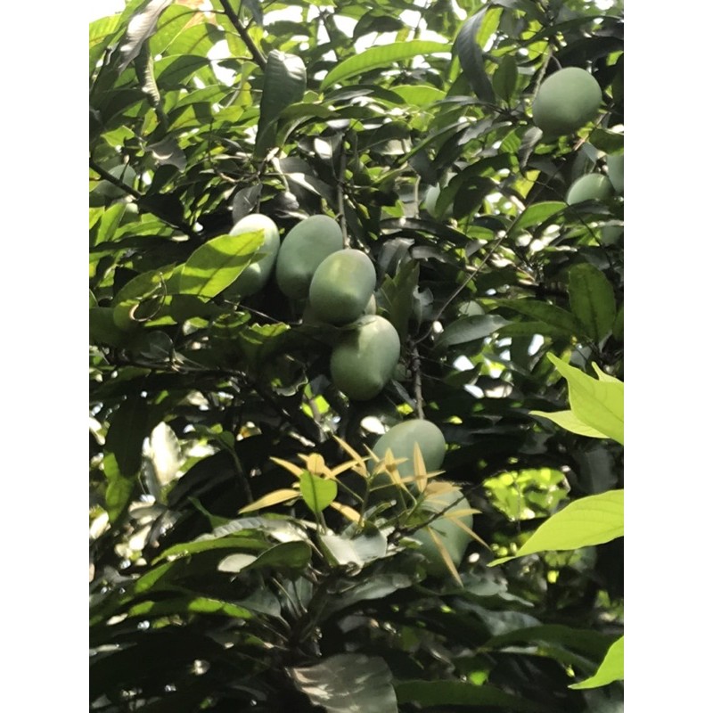 1kg Xoài xanh hái tại vườn
