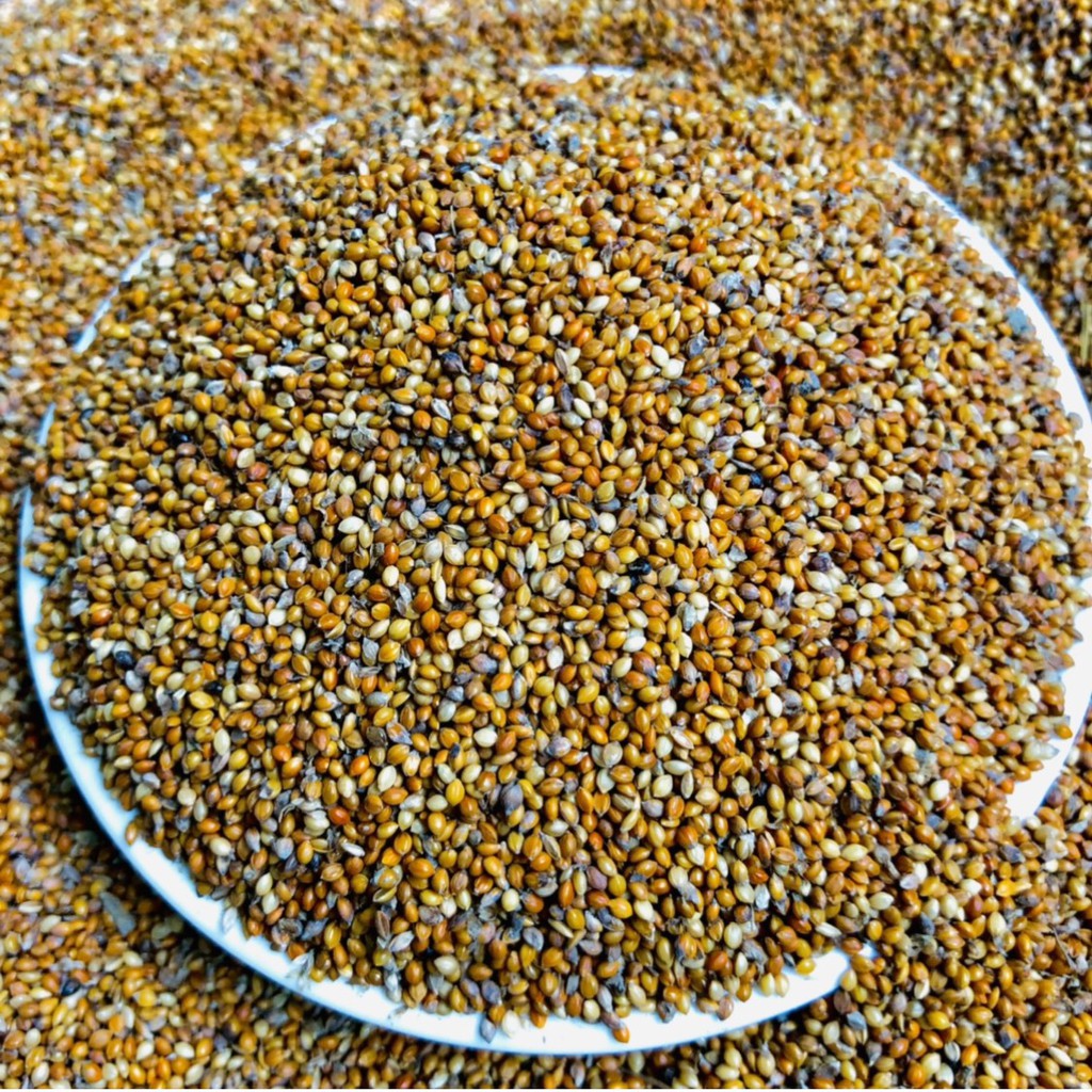 Hạt kê đỏ nhỏ Ấn Độ vỏ mềm, thức ăn dành cho chim cảnh, Vẹt, Yến Phụng, Manh Manh, Finch, 7Màu, Bạc Má, các dòng chim sẻ