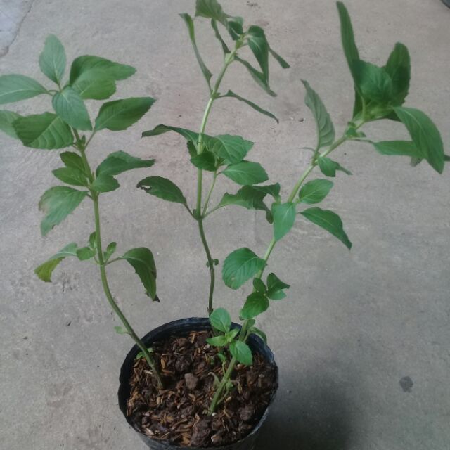3 Cây giống bạc hà nhật
