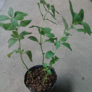 3 Cây giống bạc hà nhật