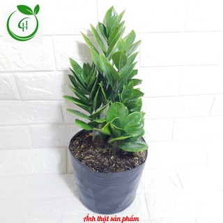 Cây Kim Tiền_Kim Phát Tài_ Size vừa để bàn cao 40 cm. nhiều thân to lá đẹp