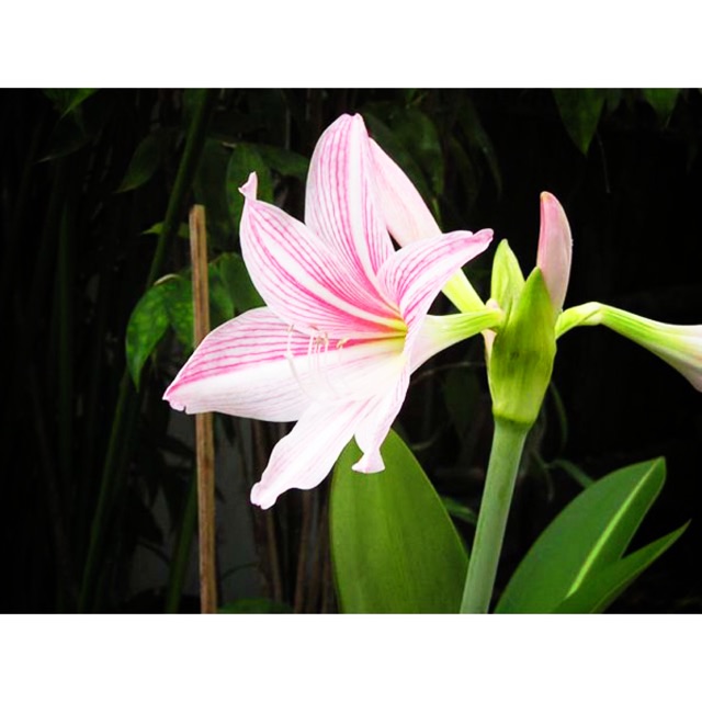 Củ lan huệ sọc hồng (2 củ/50k)