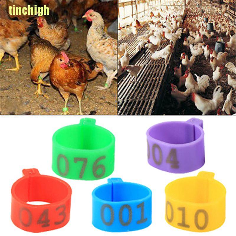 100 Vòng đeo chân 16mm cho gà/ vịt tiện dụng