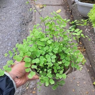 Cây tóc thần vệ nữ