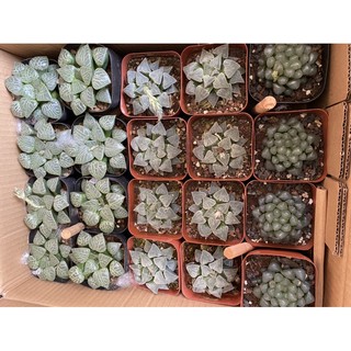 SEN ĐÁ HĂWORTHIA - chậu 9cm