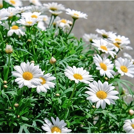HẠT GIỐNG CÚC HỌA MI Painted Daisy, 50 Seeds, Beautiful Mulit Colours Blooms.