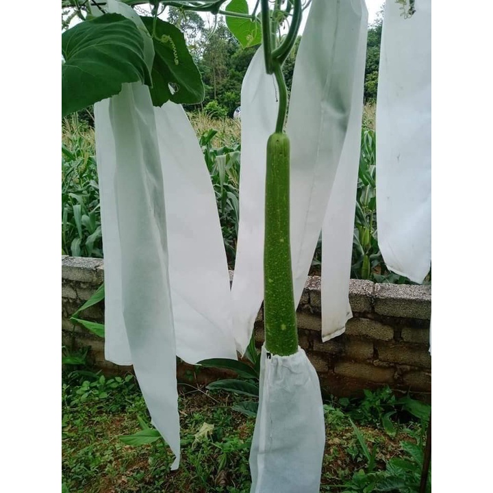 10 Túi Bọc Bầu, Mướp 15X50, 20X60 Vải Không Dệt