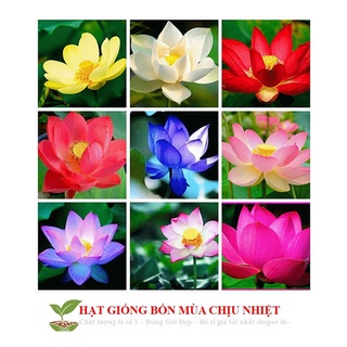 Gói hạt giống Sen nhật mini 5 hạt/1 gói 5 màu