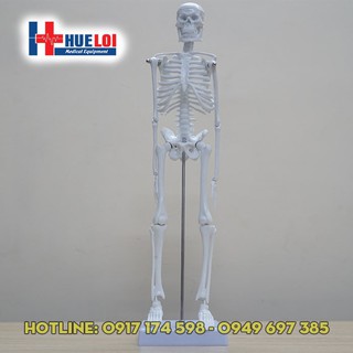 Mô hình hệ xương cơ thể người cao 45cm - mô hình xương người