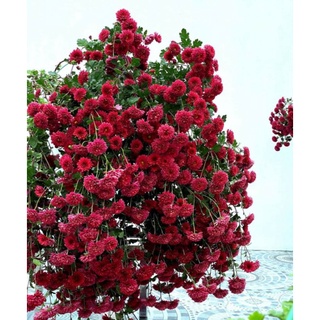 Cây cúc cổ Sơn La giống