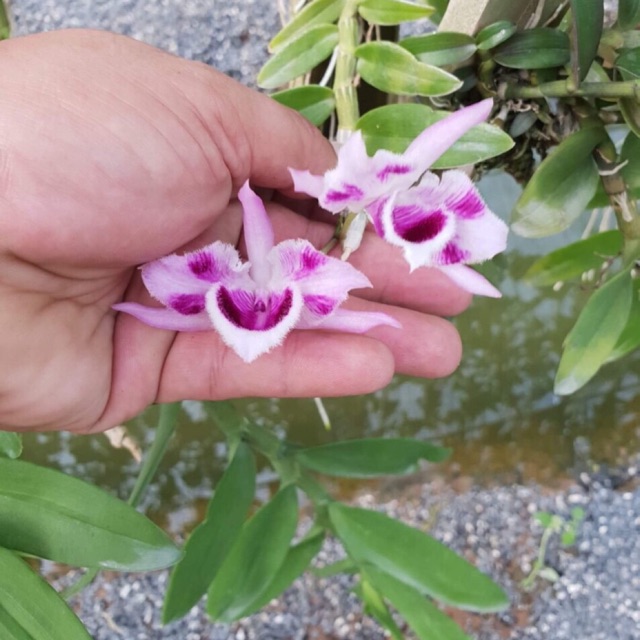 Giả hạc 6 mắc Thái Lan