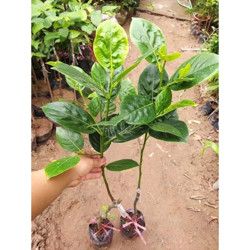 Giống Mít Không Hạt