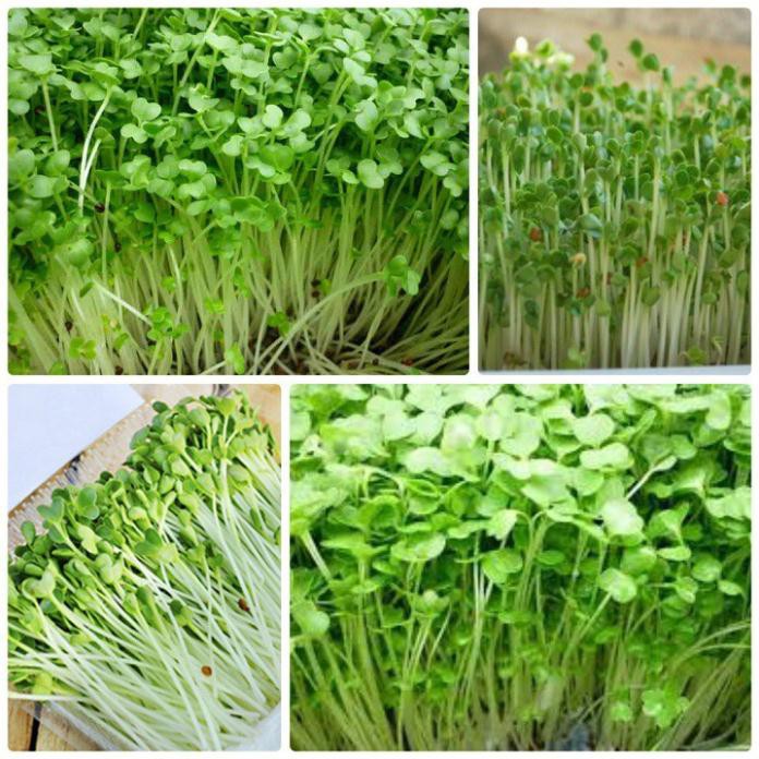 10 gram Hạt giống mầm rau cải mơ