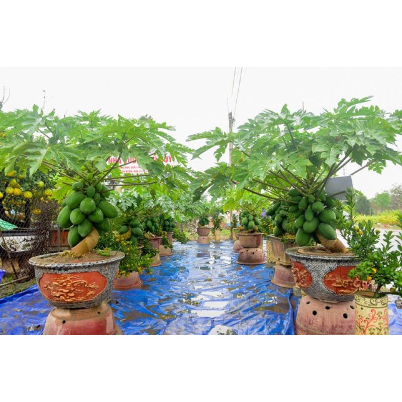 [1gram = 70 hạt] Giống Đu Đủ Bonsai, Đu Đủ Thái Lùn Siêu Trái (4-70 Hạt)