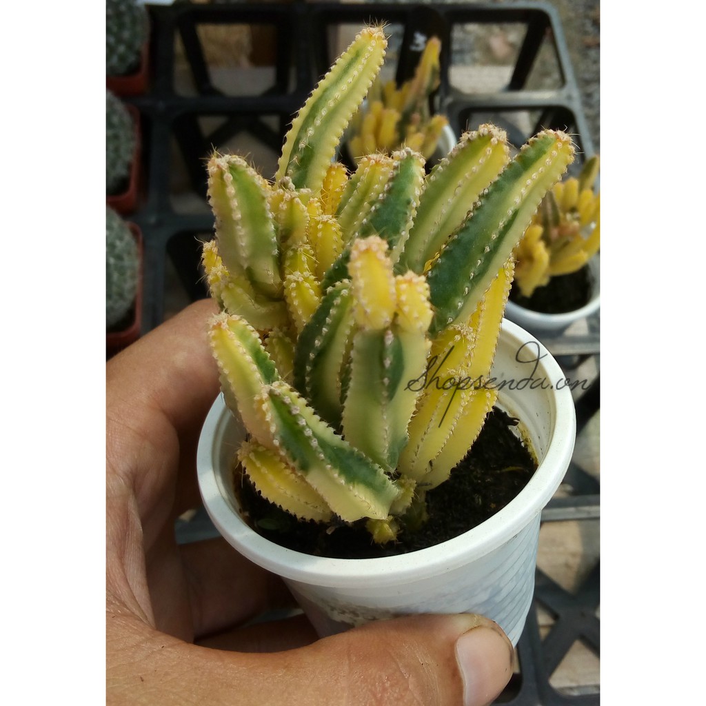 Giảm Giá Xương Rồng Thanh Sơn Vàng - Beecost