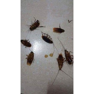 Thuốc diệt kiến thần thánh